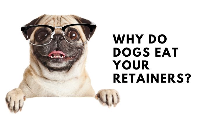 Why Do Dogs Eat Your Retainers